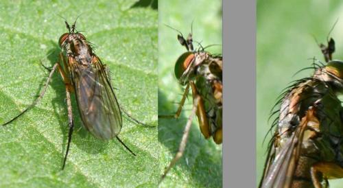 Dolichopus griseipennis